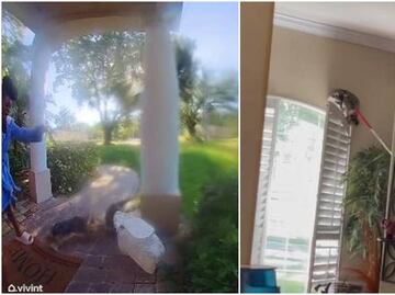 Video. Mapache ataca a perro al llegar a su casa en Florida