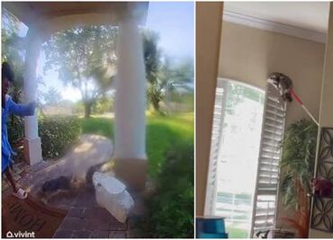 Video. Mapache ataca a perro al llegar a su casa en Florida
