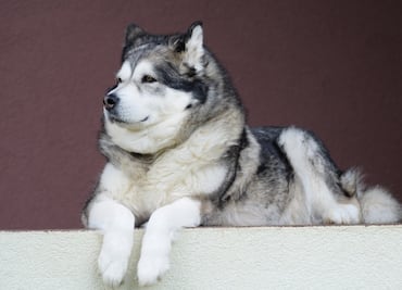 Las 10 razas de perros más grandes del mundo