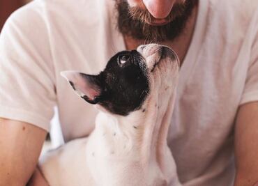 ¿Los perros lloran cuando ven a sus dueños? Esto explica la ciencia