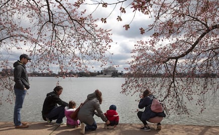 Cancelan el Festival de los Cerezos en Washington D.C. por coronavirus