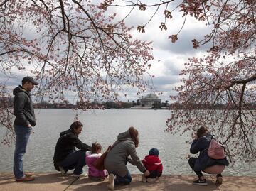 Cancelan el Festival de los Cerezos en Washington D.C. por coronavirus