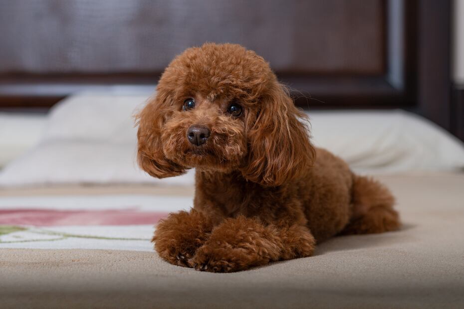 8 razas de perros más saludables y con menos probabilidades de enfermar. Foto: iSTOCK-servando Juvera