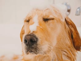¿Cada cuánto se deben bañar los perros, según los expertos?