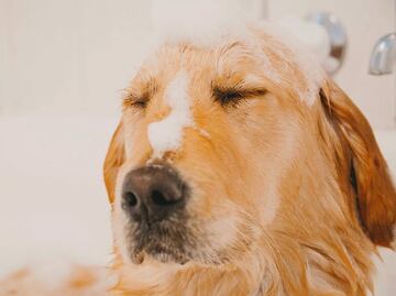 ¿Cada cuánto se deben bañar los perros, según los expertos?
