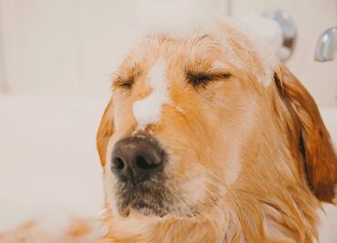 ¿Cada cuánto se deben bañar los perros, según los expertos?