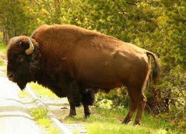 Bisonte de Yellowstone cornea a mujer que intentó fotografiarlo repetidamente