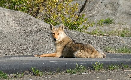 Coyote ataca a niño de 5 años cerca de museo en Chicago