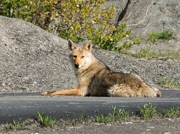 Coyote ataca a niño de 5 años cerca de museo en Chicago