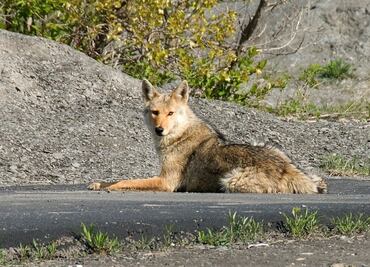 Coyote ataca a niño de 5 años cerca de museo en Chicago