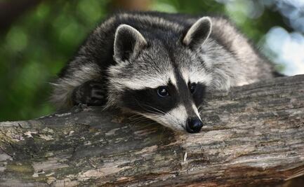 Arrestan a padre e hija por quemar vivo a un mapache en Florida