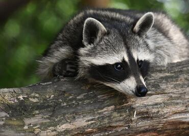 Arrestan a padre e hija por quemar vivo a un mapache en Florida