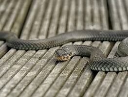 Serpiente desata pánico entre pasajeros en vuelo a Nueva Jersey