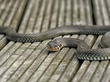 Serpiente desata pánico entre pasajeros en vuelo a Nueva Jersey
