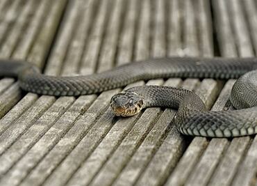 Serpiente desata pánico entre pasajeros en vuelo a Nueva Jersey