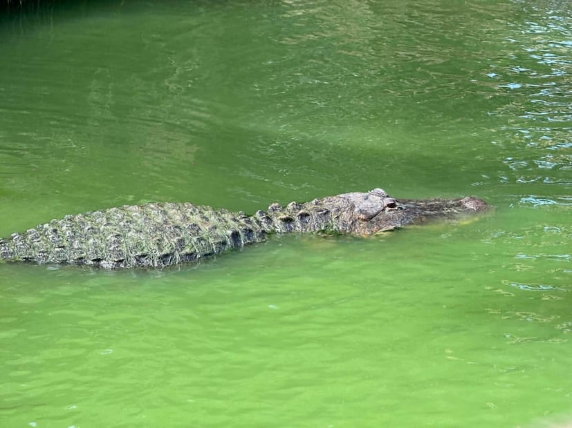 Wild Florida