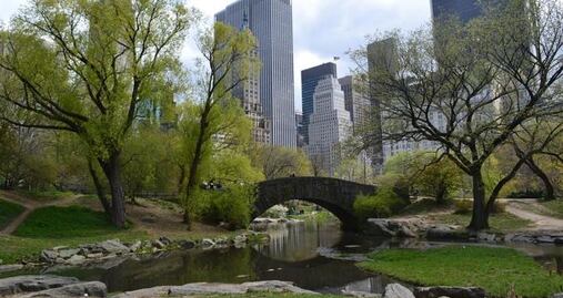 Encuentran algas tóxicas para perros en parques de Nueva York