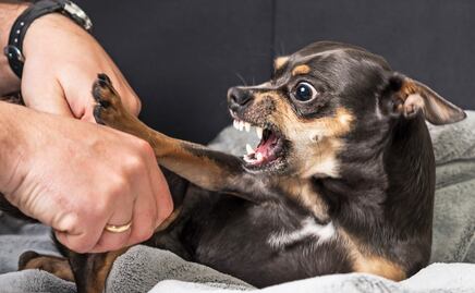 ¿Cómo saber si tu perro ‘odia’ a tu pareja? Esto dicen los expertos