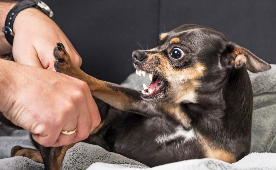 Foto: iStock/Piter1977