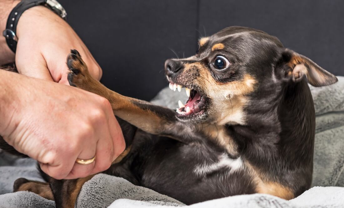 Foto: iStock/Piter1977