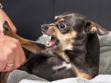 ¿Cómo saber si tu perro ‘odia’ a tu pareja? Esto dicen los expertos