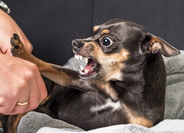 ¿Cómo saber si tu perro ‘odia’ a tu pareja? Esto dicen los expertos