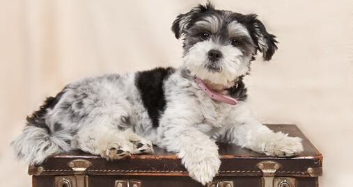 Lo que debes saber para viajar de EU a México con mascotas 