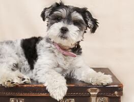 Lo que debes saber para viajar de EU a México con mascotas