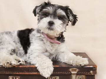 Lo que debes saber para viajar de EU a México con mascotas