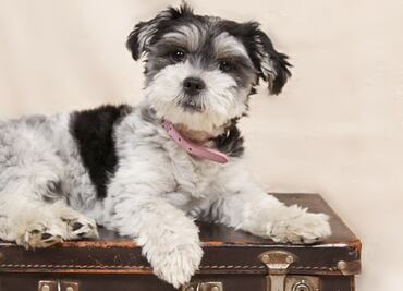 Lo que debes saber para viajar de EU a México con mascotas