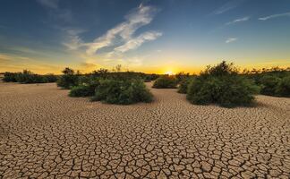 Cambio climático amenaza a 771 especies de plantas y líquenes en peligro de extinción