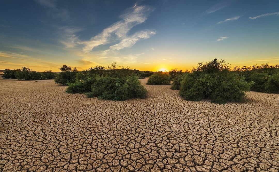 Cambio climático amenaza a 771 especies de plantas y líquenes en peligro de extinción. Foto: Pixabay/josealbafotos
