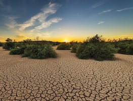 Cambio climático amenaza a 771 especies de plantas y líquenes en peligro de extinción