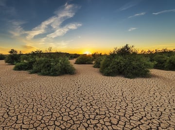 Cambio climático amenaza a 771 especies de plantas y líquenes en peligro de extinción
