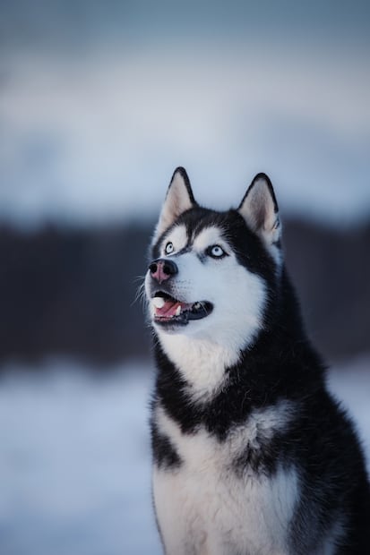 Estas son 8 razas de perros ruidosas, según los expertos. ¿Tienes una de ellas? Foto: iSTOCK-Anna-av