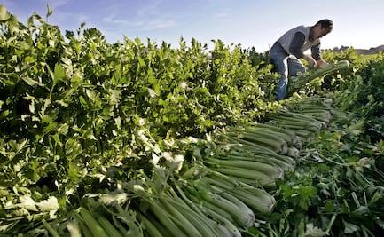 ¿Cómo verificar que una oferta de trabajo en Canadá sea real?