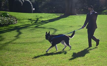 Uno de los perros de Biden vuelve a morder en la Casa Blanca