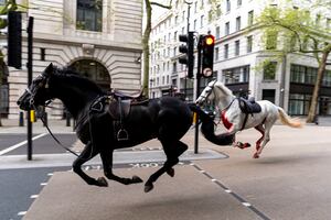 Varios caballos del Ejército siembran el caos en Londres y hieren a cuatro personas. VIDEO