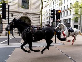 Varios caballos del Ejército siembran el caos en Londres y hieren a cuatro personas. VIDEO
