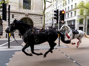 Varios caballos del Ejército siembran el caos en Londres y hieren a cuatro personas. VIDEO