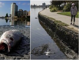 Marea roja sin precedentes en San Francisco está matando a miles de peces