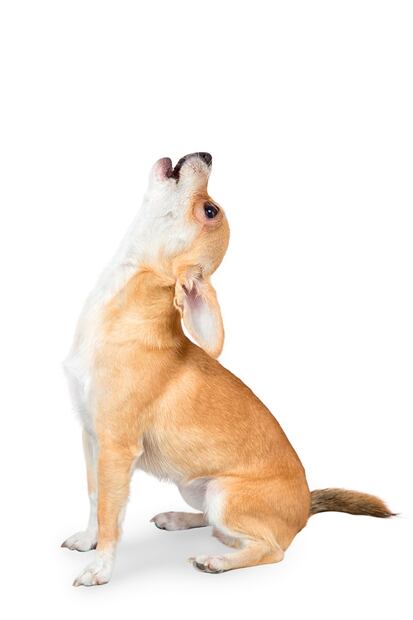 Estas son 8 razas de perros ruidosas, según los expertos. ¿Tienes una de ellas? Foto: iSTOCK-Avesun