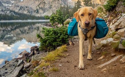 ¿Viajas con tu mascota? 7 magníficos destinos turísticos 'pet-friendly' en Nevada