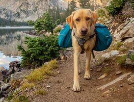 ¿Viajas con tu mascota? 7 magníficos destinos turísticos 'pet-friendly' en Nevada