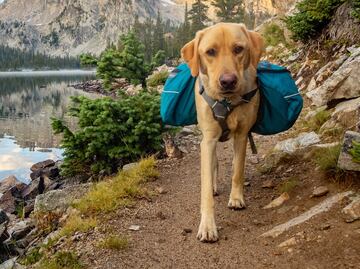¿Viajas con tu mascota? 7 magníficos destinos turísticos 'pet-friendly' en Nevada