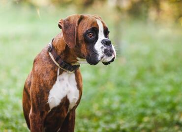 Cinco perros fallecen en un incendio día antes de feria canina en Florida