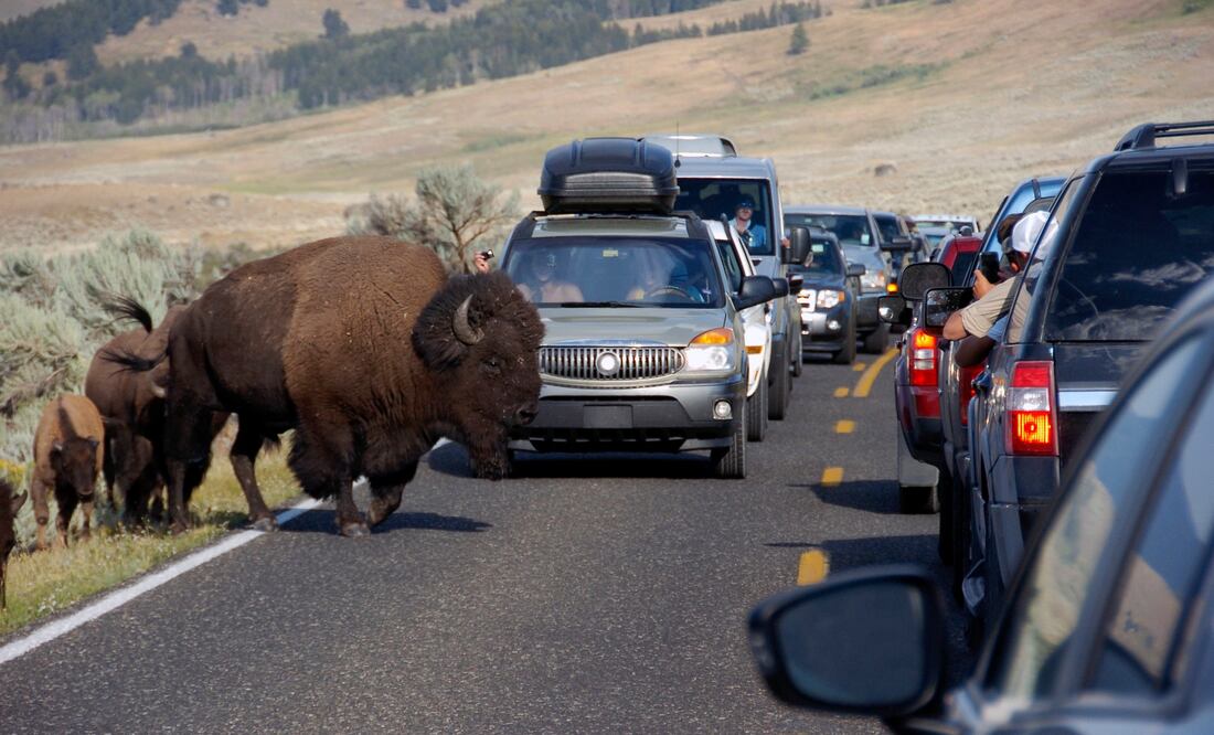 ¿Animales están huyendo del parque Yellowstone por una posible erupción volcánica? Esto se sabe (AP Photo/Matthew Brown, File)