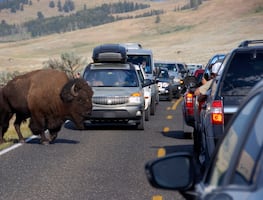 ¿Animales están huyendo del parque Yellowstone por una posible erupción volcánica? Esto se sabe