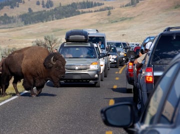 ¿Animales están huyendo del parque Yellowstone por una posible erupción volcánica? Esto se sabe