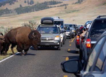 Bisonte hiere a turista en Yellowstone: advertencia sobre riesgos en el parque